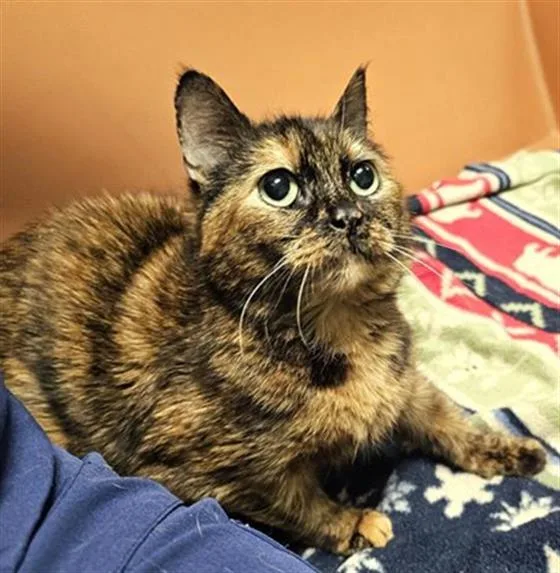 An adult medium-sized female Domestic Short Hair cat named Chickadee for adoption in Clyde, NC