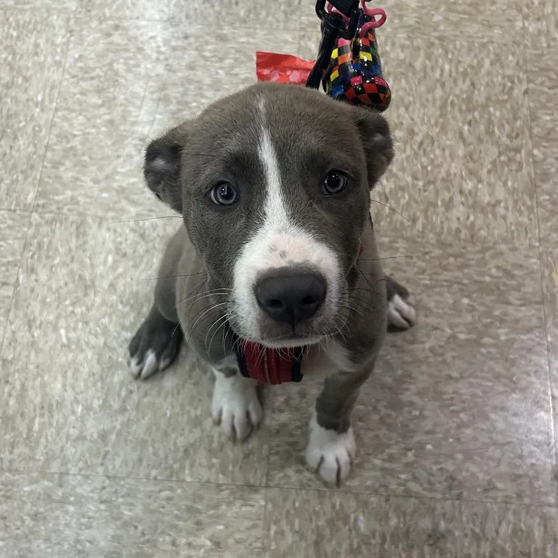 A baby medium-sized male Gray / Blue / Silver Pit Bull Terrier dog named Jax for adoption in Midland, TX