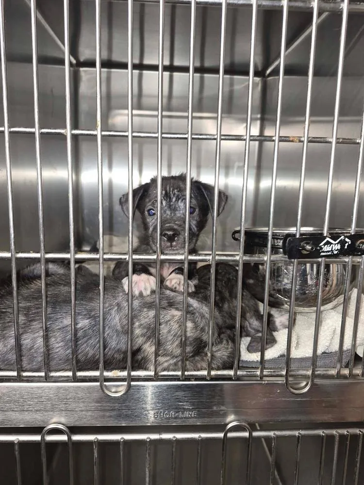 A baby small-sized male Black Pit Bull Terrier dog named Kobe for adoption in TULSA, OK