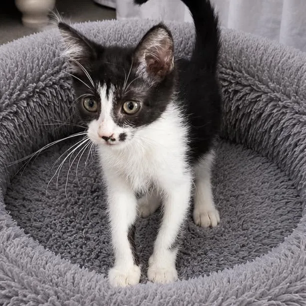 A baby small-sized male Domestic Short Hair cat named Dozer for adoption in Grand Bay, AL