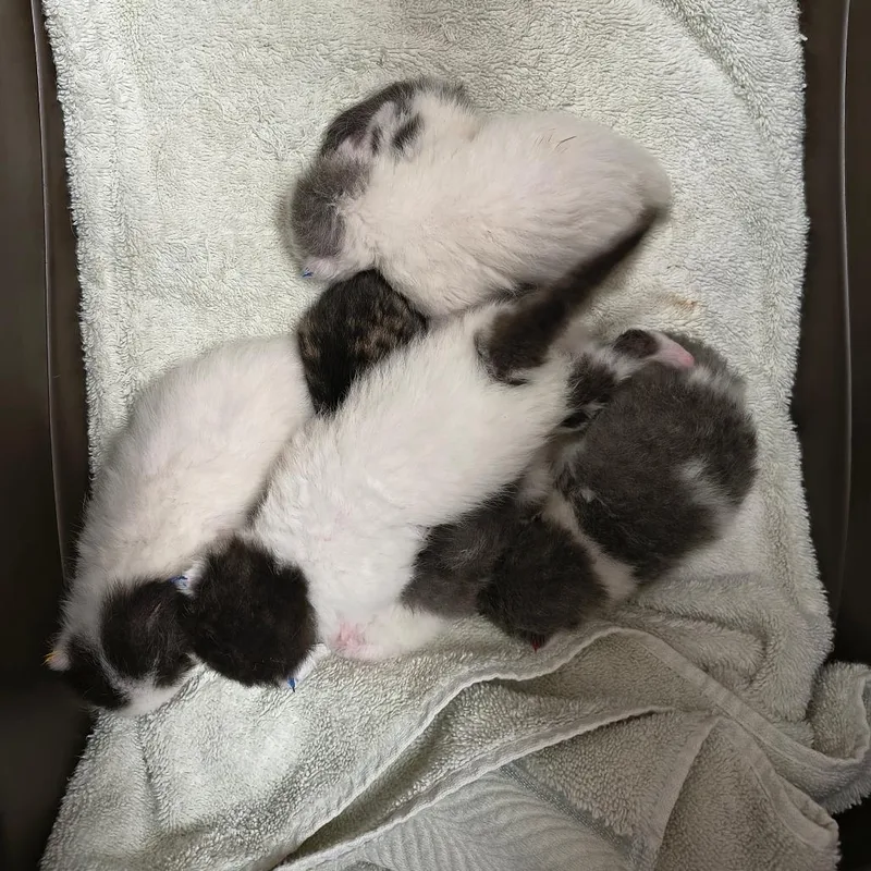 A baby small-sized male Gray / Blue / Silver Domestic Short Hair cat named Sergeant Salami for adoption in Springfield, MA