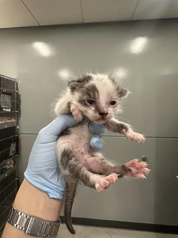 A baby small-sized male Domestic Short Hair cat named Tater for adoption in San Martin, CA
