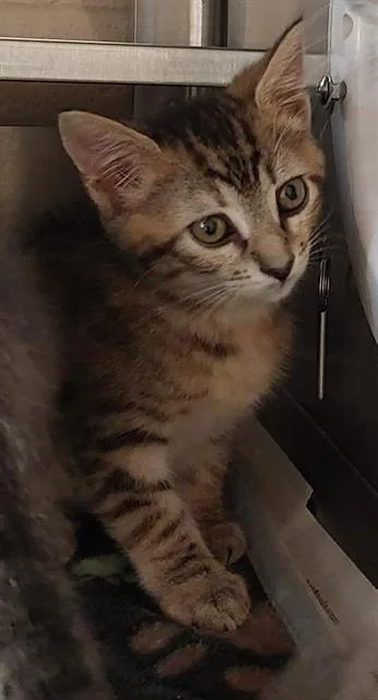 A baby small-sized female Domestic Short Hair cat named A for adoption in Chula Vista, CA
