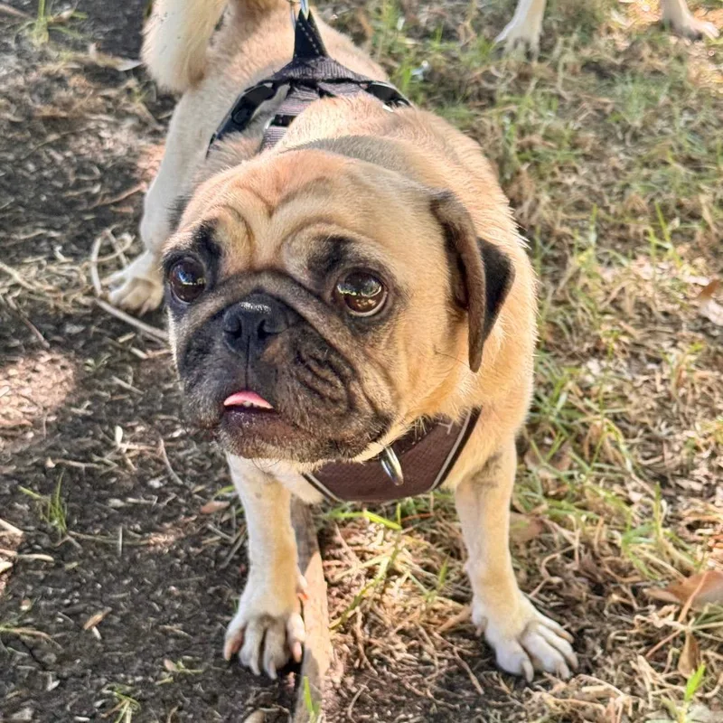 An adult small-sized male Pug dog named Max  City of for adoption in Chino Hills, CA