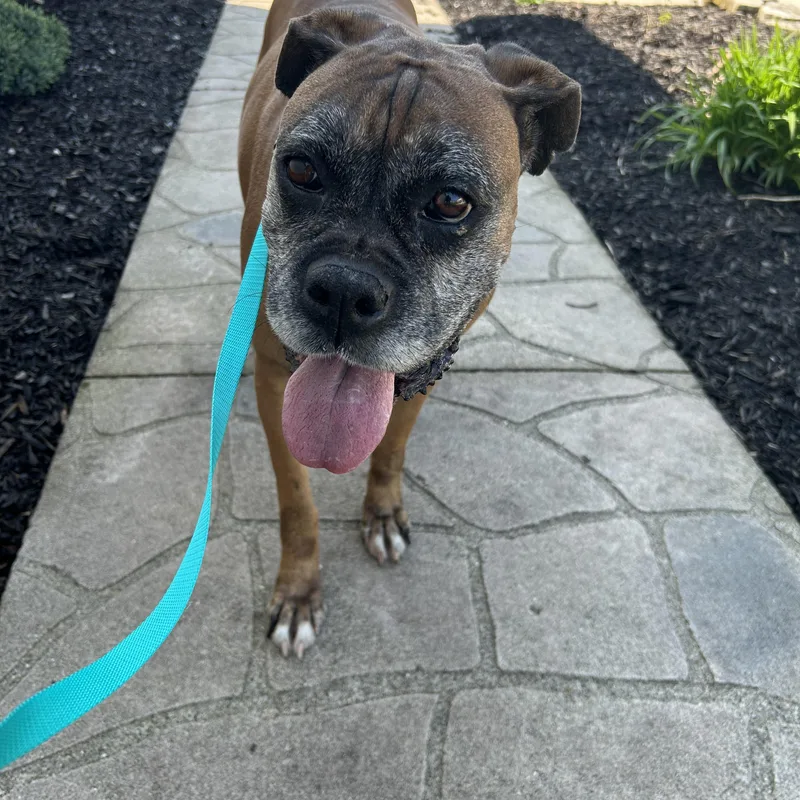 An adult medium-sized female Apricot / Beige Boxer dog named Boxer Daisey for adoption in Antwerp, OH