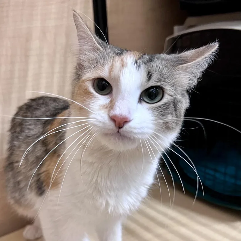 An adult medium-sized female Calico Domestic Short Hair cat named Edie for adoption in Chicago, IL