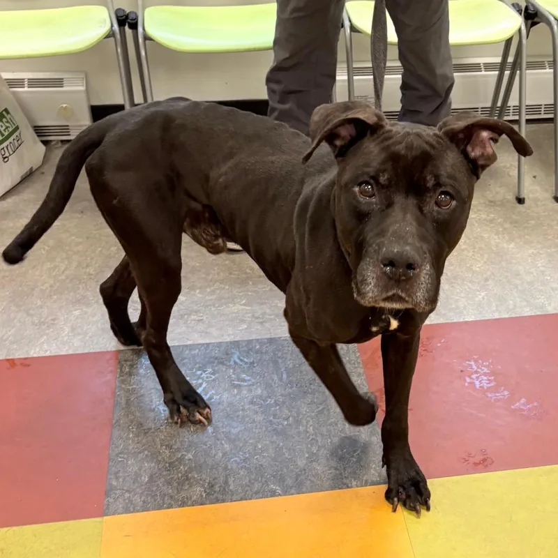 An adult medium-sized male Black Mixed Breed dog named Choco for adoption in Philadelphia, PA