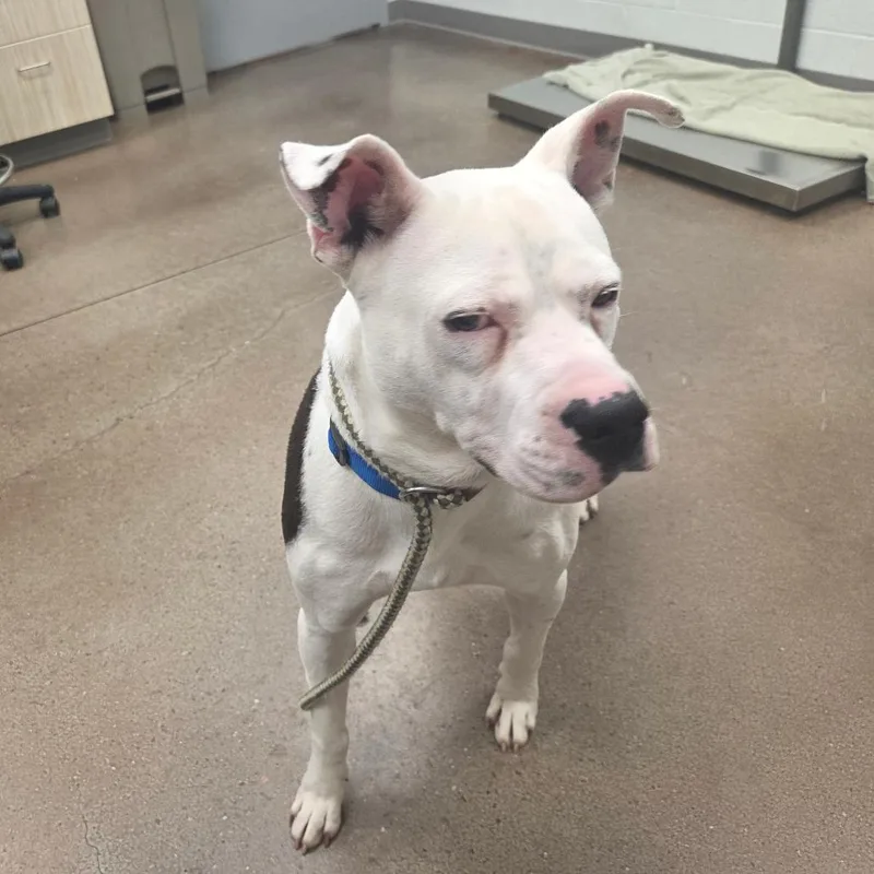 An adult large-sized male American Staffordshire Terrier dog named Clyde for adoption in Chattanooga, TN