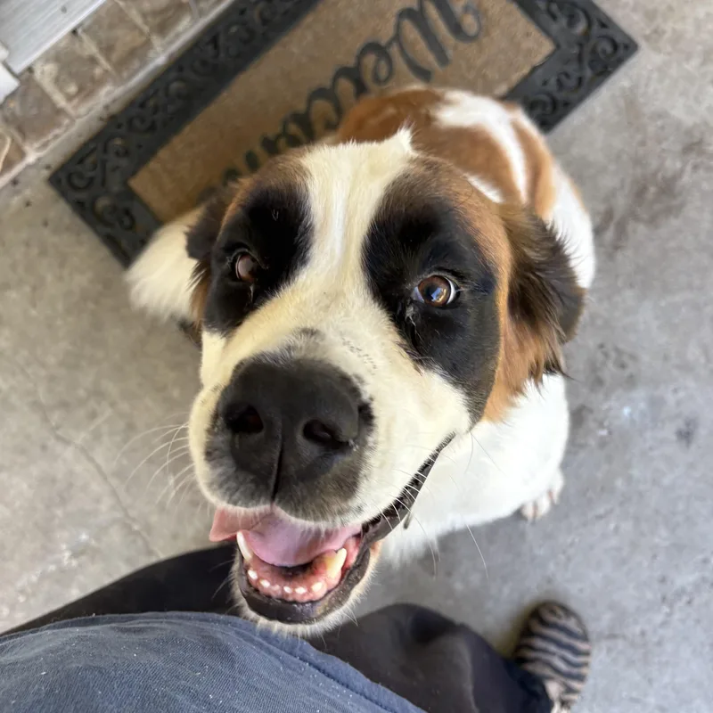 An adult large-sized female Tricolor (Brown, Black, & White) Saint Bernard dog named Lottie for adoption in Columbia, SC