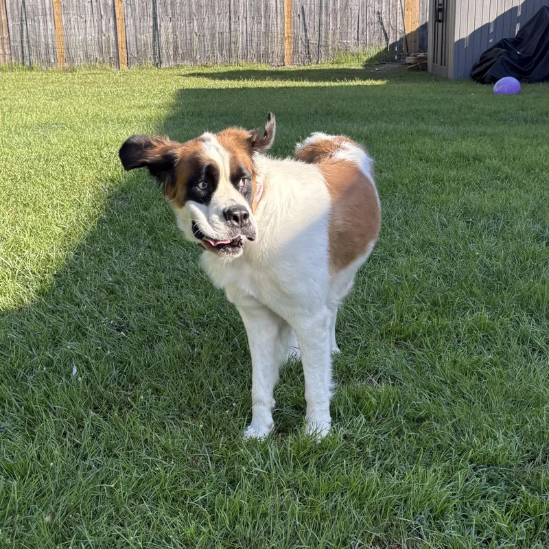 Lottie thumbnail 3