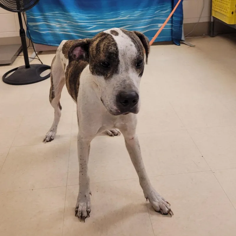 An adult medium-sized male White / Cream Mixed Breed dog named Bo for adoption in Lake Panasoffkee, FL