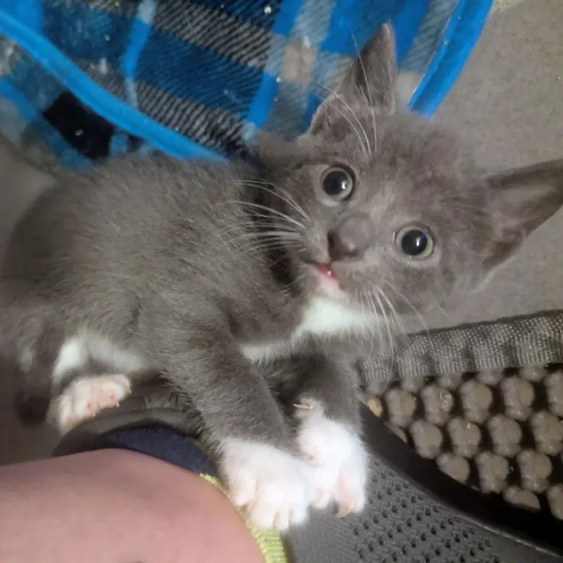 A baby small-sized female Gray / Blue / Silver American Shorthair cat named Pippa for adoption in Silver Spring, MD