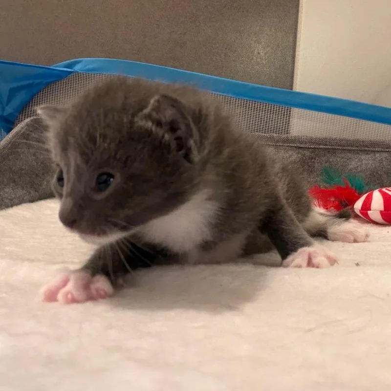 Pippa thumbnail 5