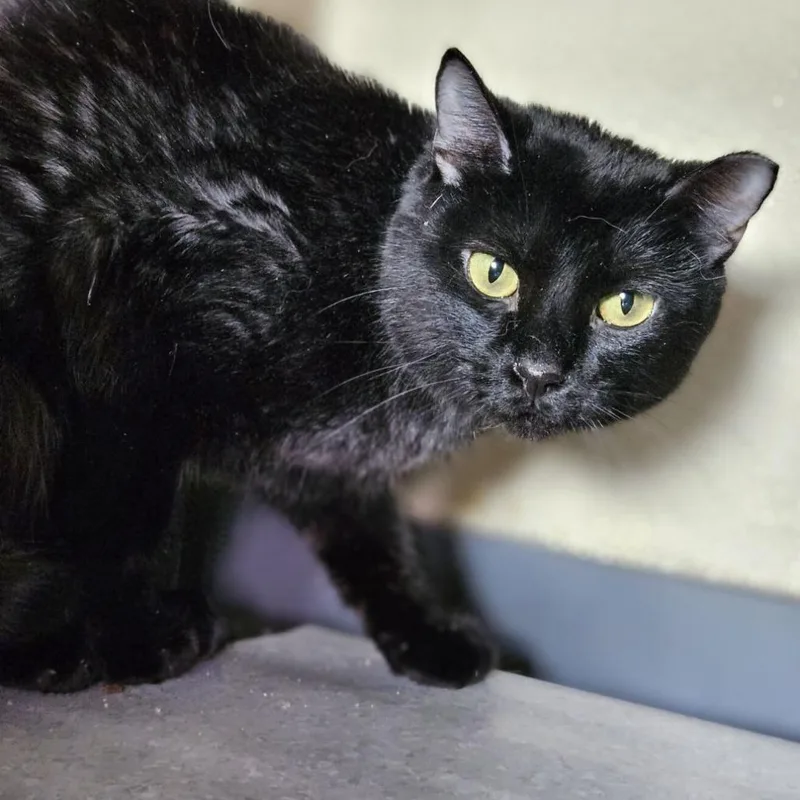 An adult medium-sized female Black Domestic Short Hair cat named Suzie Q for adoption in Lakewood, CO