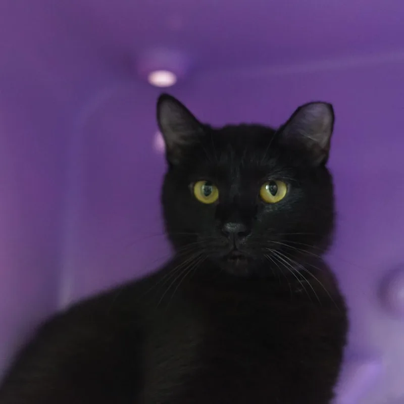 Suzie Q thumbnail 2