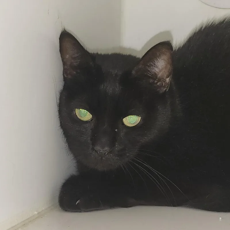 An adult medium-sized female Black Domestic Short Hair cat named Pekoe for adoption in Seminole, FL