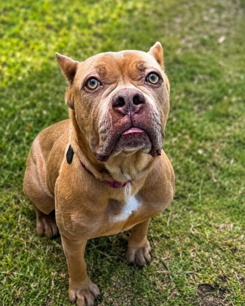 An adult extra large-sized female Red / Chestnut / Orange Cane Corso dog named Ashanti for adoption in Proctorville, OH