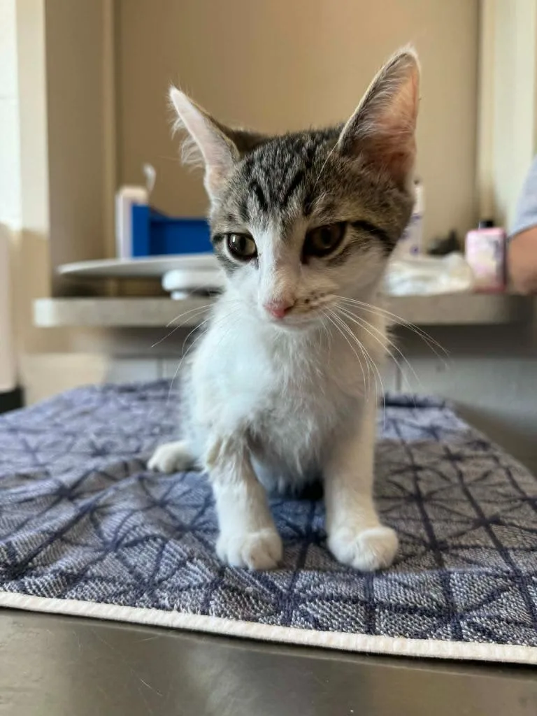 A baby medium-sized male Domestic Short Hair cat named Hank for adoption in Marion, OH