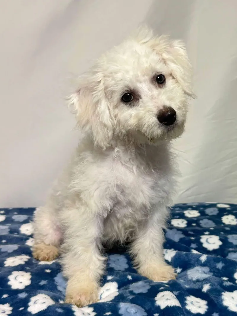 A baby small-sized male Cavachon dog named Chaos for adoption in New Stanton, PA