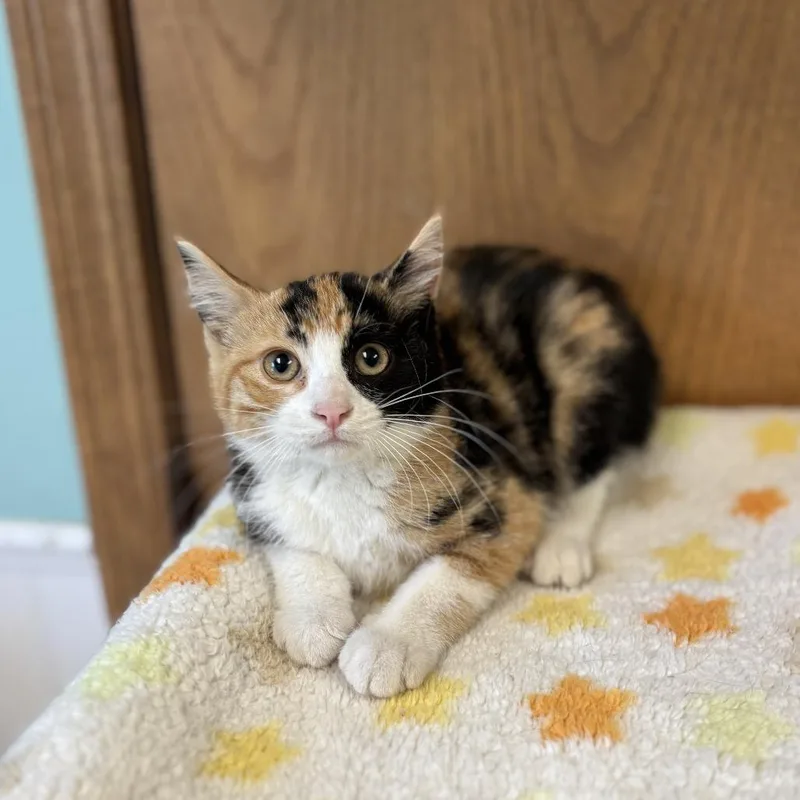 A baby small-sized female Calico Domestic Short Hair cat named Tibia for adoption in Fargo, ND