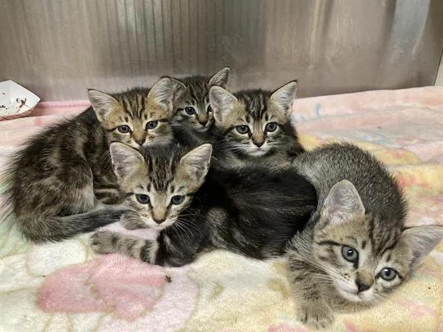 A baby small-sized male Domestic Short Hair cat named Alexander for adoption in Tustin, CA