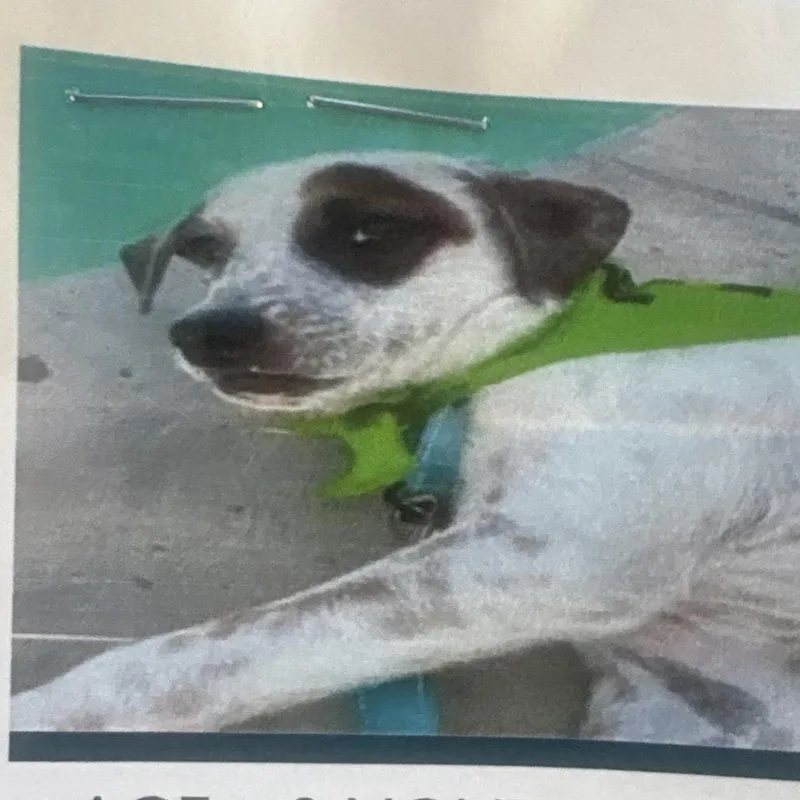 A young small-sized male Jack Russell Terrier dog named Wagyu for adoption in Reno, NV
