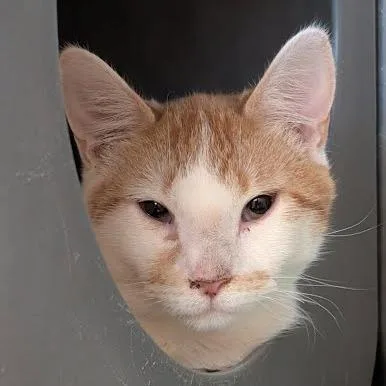 An adult medium-sized male Orange / Red Domestic Short Hair cat named Vermont for adoption in Tacoma, WA
