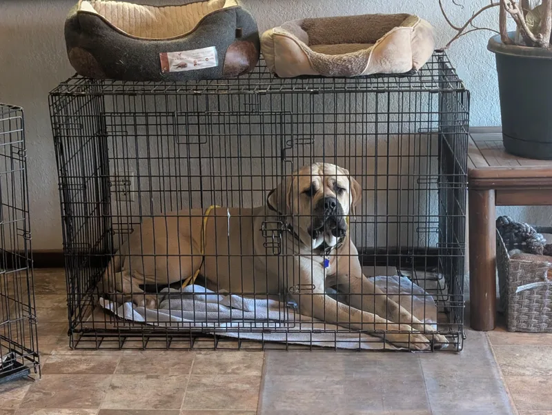 An adult extra large-sized female Apricot / Beige Mastiff dog named Isla for adoption in COEUR D ALENE, ID