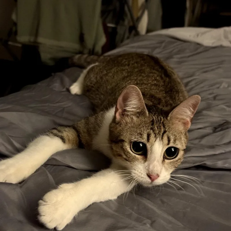 An adult medium-sized female Brown / Chocolate Domestic Short Hair cat named Katrina for adoption in San Diego, CA