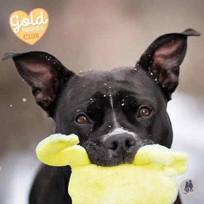 An adult medium-sized female Pit Bull Terrier dog named Yui for adoption in Ann Arbor, MI