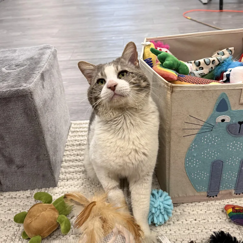 An adult large-sized male Domestic Short Hair cat named Boris for adoption in Antioch, CA