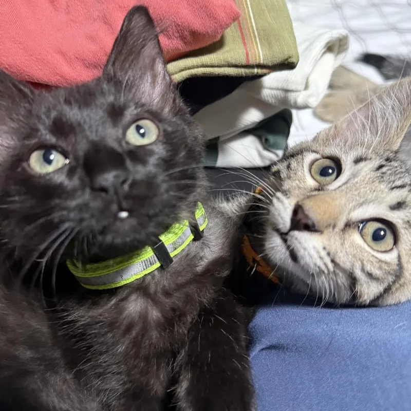 A baby small-sized male Black Domestic Medium Hair cat named Tomas` for adoption in Tustin, CA