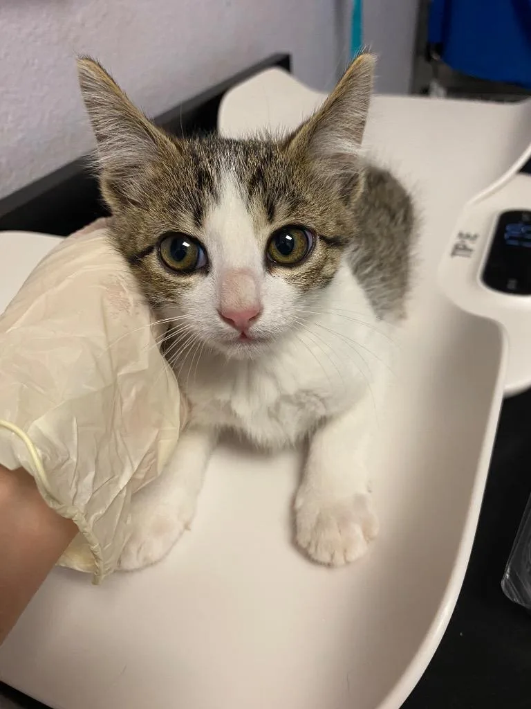 A baby small-sized female Domestic Short Hair cat named Truly for adoption in New Braunfels, TX