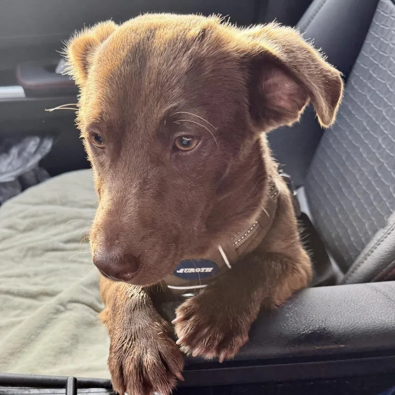 A young small-sized male Brown / Chocolate Dachshund dog named Hershey for adoption in Opelika, AL