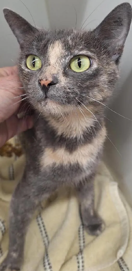 An adult small-sized female Dilute Calico cat named Shanelle for adoption in Tulsa, OK