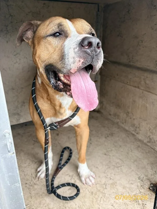 An adult large-sized male Mixed Breed dog named Cappuccino for adoption in Melbourne, FL