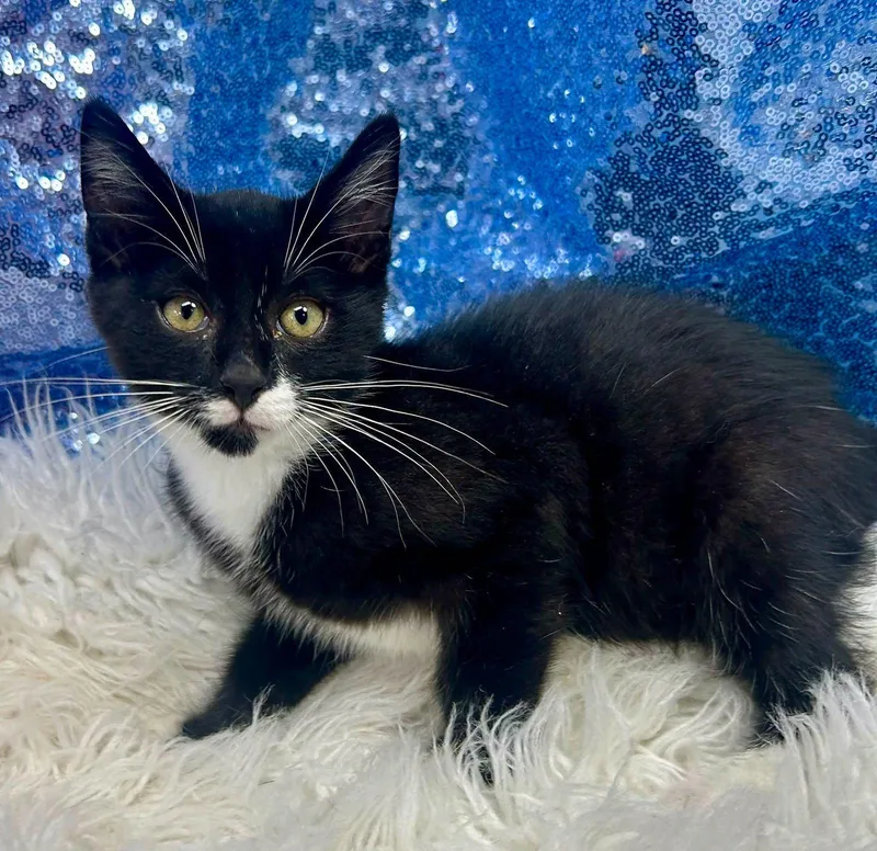 A young medium-sized male Black & White / Tuxedo Domestic Short Hair cat named Elon for adoption in Clarkesville, GA