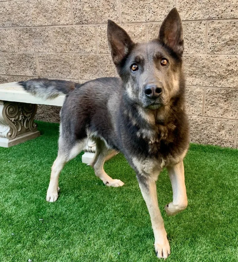 Final Call  Pixie thumbnail 3