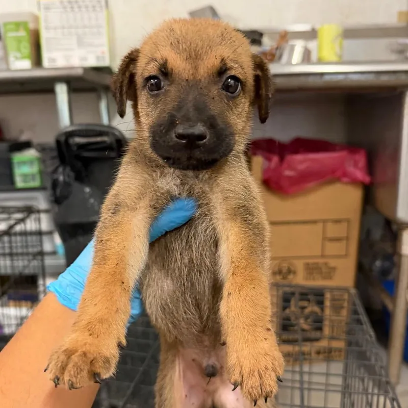 A baby small-sized male Brown / Chocolate Shepherd dog named Bologna for adoption in Edinburg, TX
