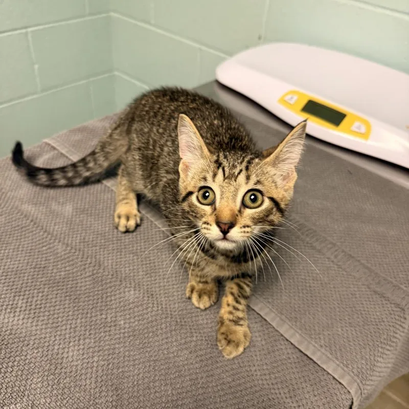 A baby small-sized male Brown / Chocolate Domestic Short Hair cat named Milkyway for adoption in Fredericksburg, VA