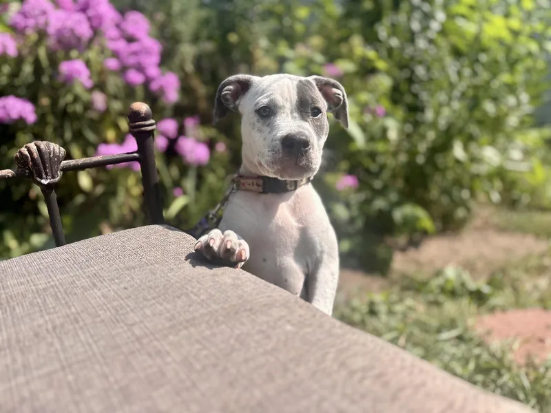 A baby medium-sized female Pit Bull Terrier dog named Courtney for adoption in Saint Paul, MN