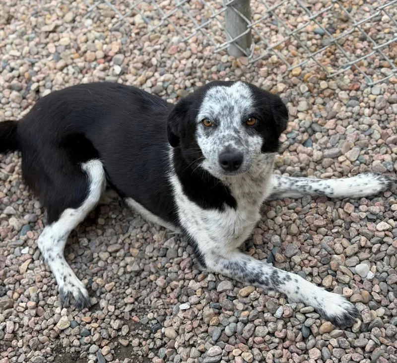 A baby small-sized male Black Australian Cattle Dog / Blue Heeler dog named Jonathan Joestar for adoption in Columbus, NE