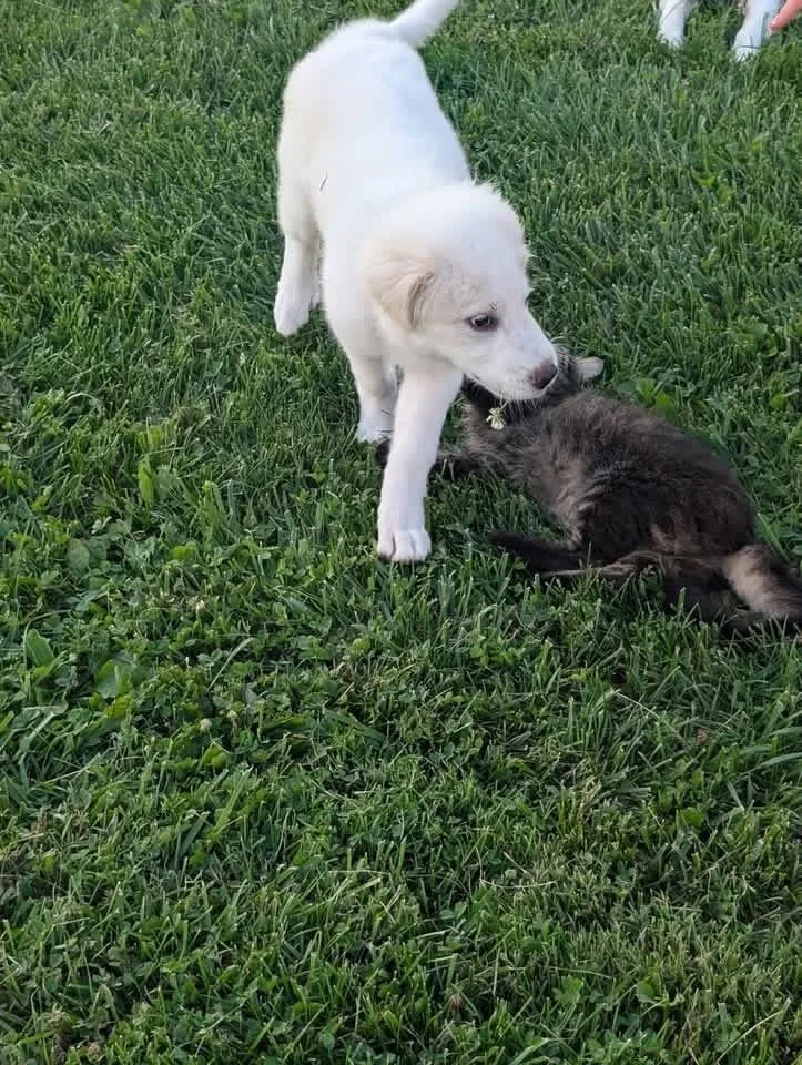 A baby large-sized female White / Cream Great Pyrenees dog named Yuki for adoption in Grove City, OH