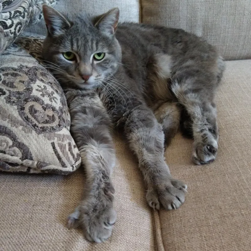 A senior medium-sized female Gray / Blue / Silver Domestic Short Hair cat named Morgan for adoption in Murray, UT