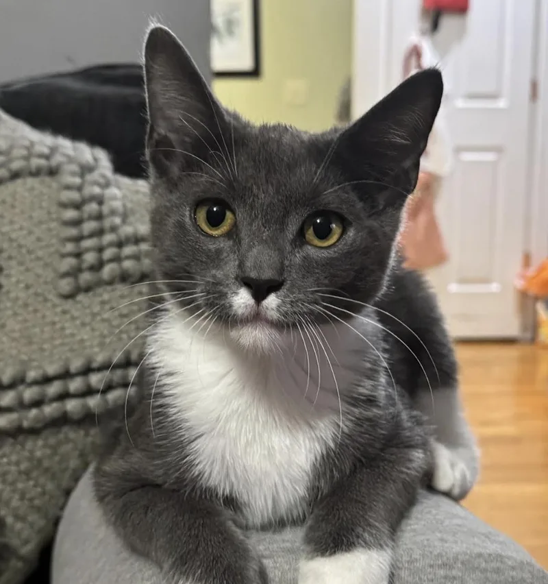 A baby medium-sized male Gray & White Domestic Short Hair cat named Baby Bearcat for adoption in Cincinnati, OH