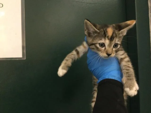 A baby small-sized female Domestic Short Hair cat named A for adoption in Thousand Palms, CA