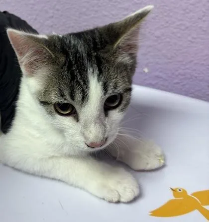 A baby medium-sized male Brown / Chocolate Domestic Short Hair cat named Conan Gray for adoption in El Paso, TX