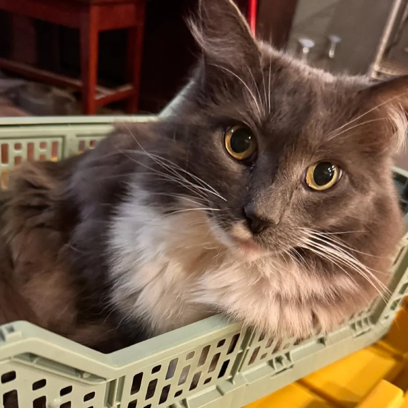 A senior large-sized male Gray / Blue / Silver Domestic Long Hair cat named Boris for adoption in Temecula, CA