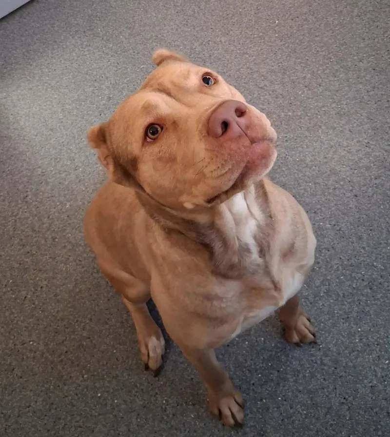 An adult medium-sized female Pit Bull Terrier dog named Sunshine for adoption in Covington, VA