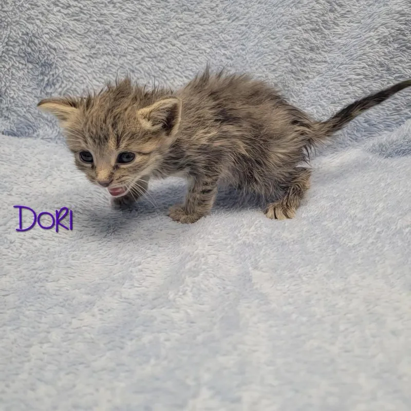 Dori